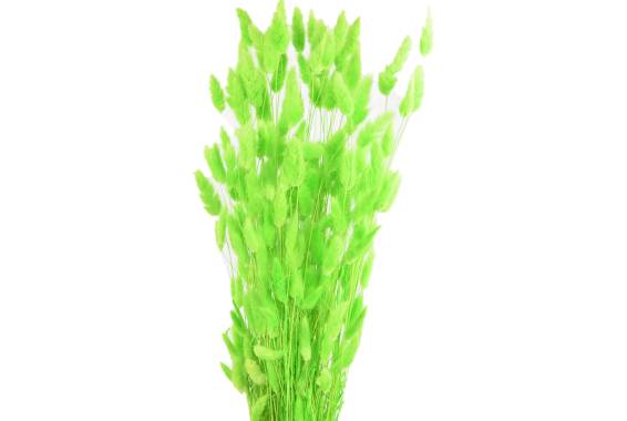 Lagurus Pastel