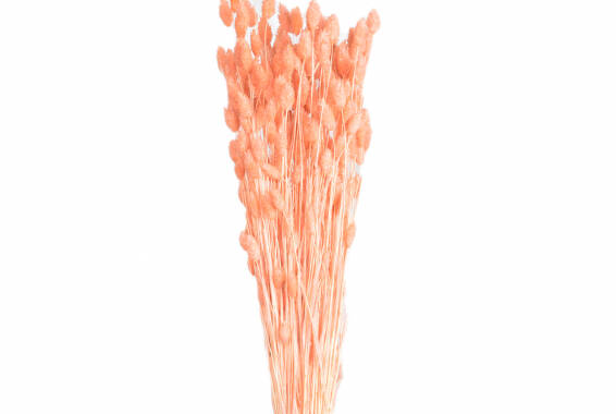 Phalaris Pastel