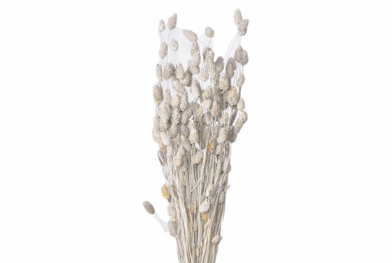 Phalaris Mate
