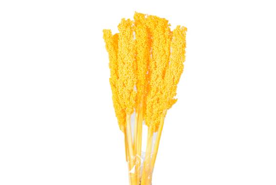 Sorghum Extra
