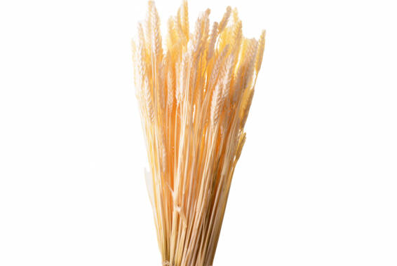 Trigo Flo Pastel