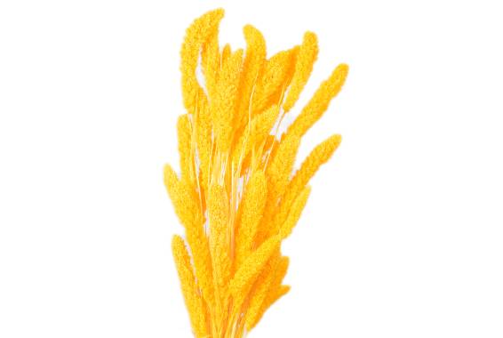 Setaria H75cm, Pastel