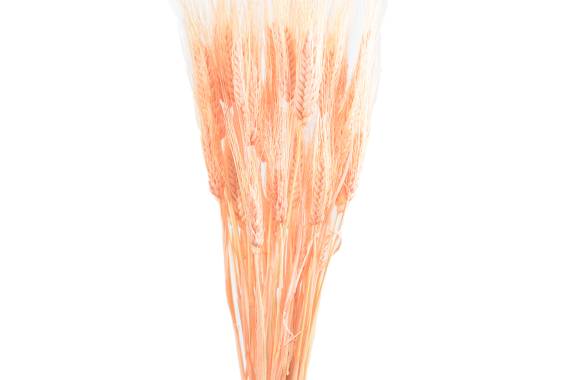 Triticum