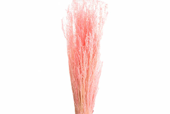 Star Grass Pastel