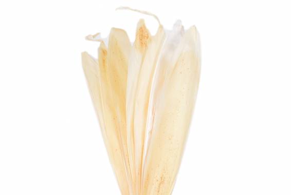 Hoja Bambu, Pastel