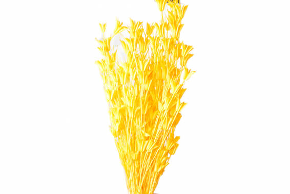 Nigella Orientalis, Pastel