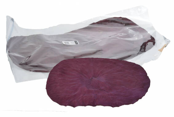 Hoja Lotus Press Color