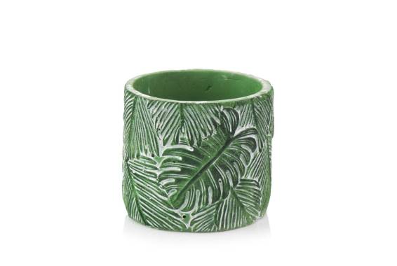 Monstera