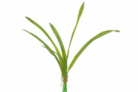 Cymbidium Leaves x6