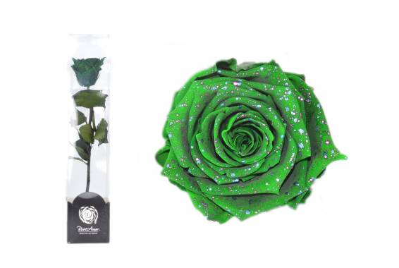 Roseamor Galaxy