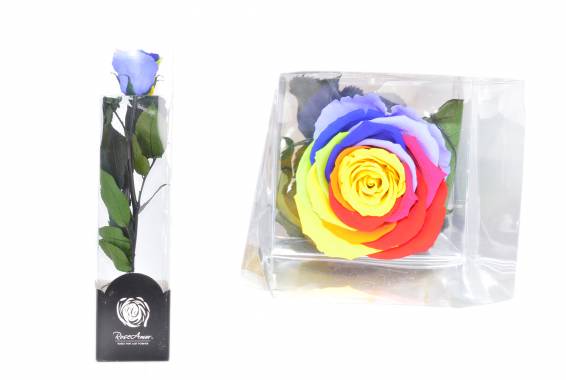 Roseamor LL+ Tija RAINBOW