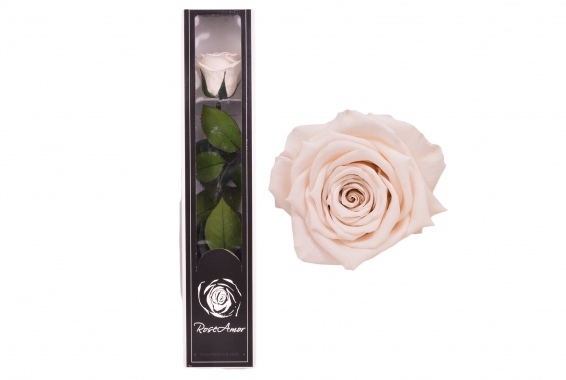 Roseamor LL+ Tija