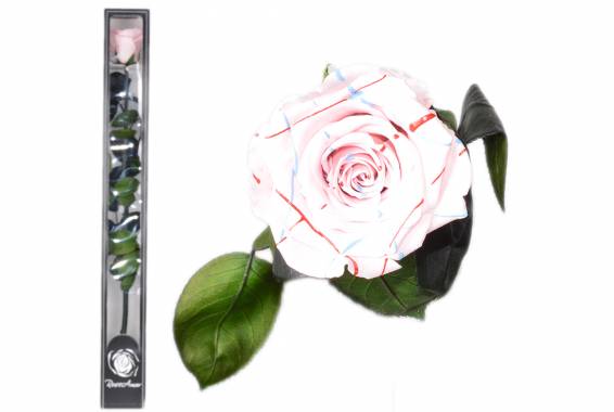 Roseamor Festival