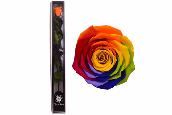 Roseamor XL Tija RAINBOW