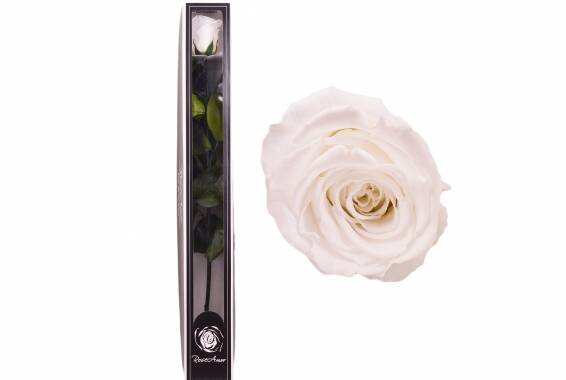 Roseamor XL Tija