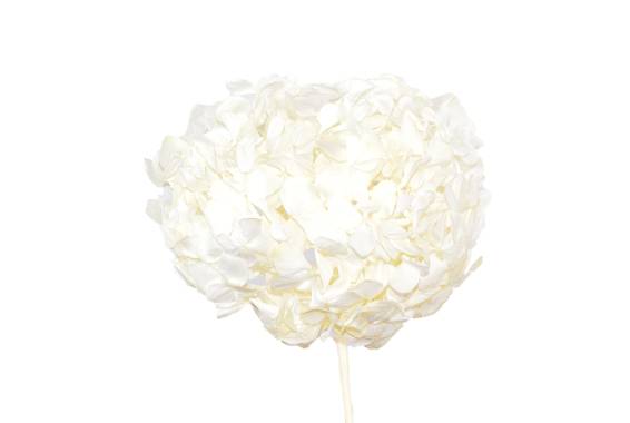 Hydrangea L