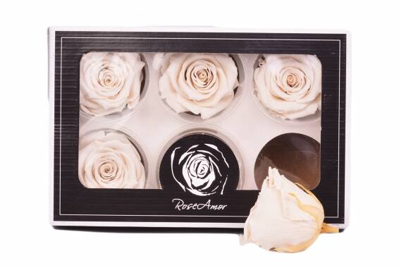 Roseamor LL+