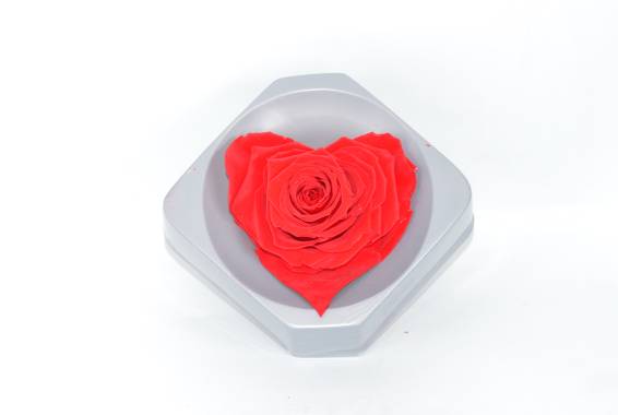 Rosa Heart