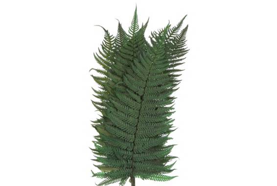 Parchment Fern