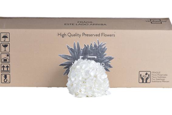 Hortensia