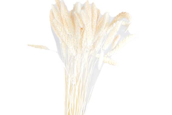 Setaria