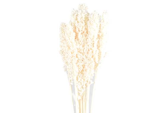 Sorgo