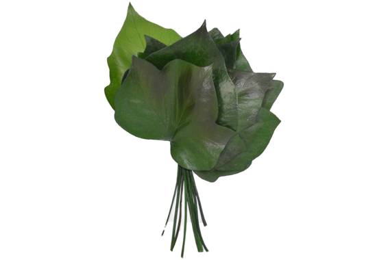 Hedera Feuilles