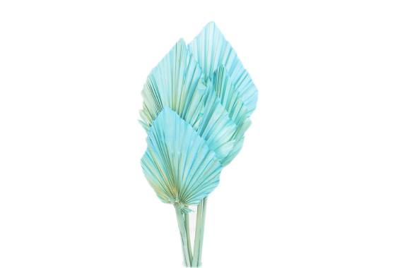 Palm Spear