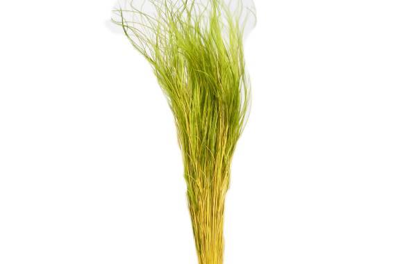 Stipa pennata