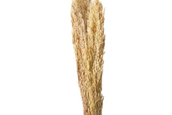 Pampas Cime di canna