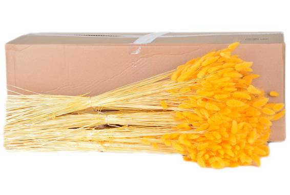 Lagurus 100gr