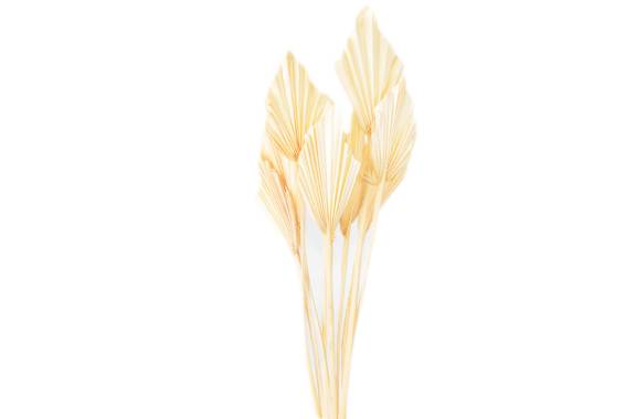 Palm Spear Mini