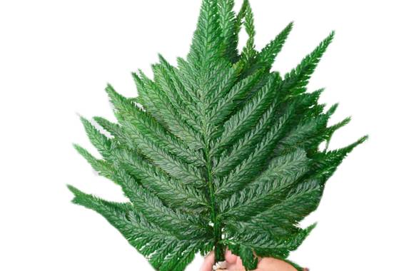 Plume Fern