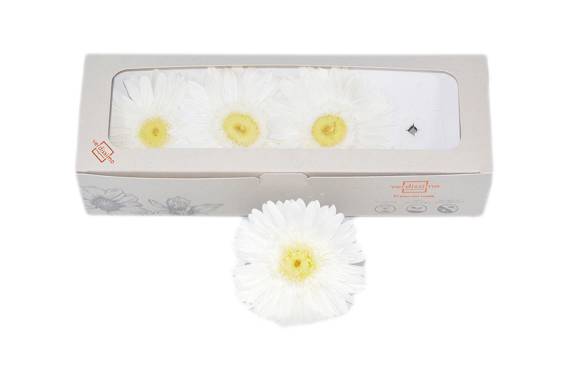 Gerbera