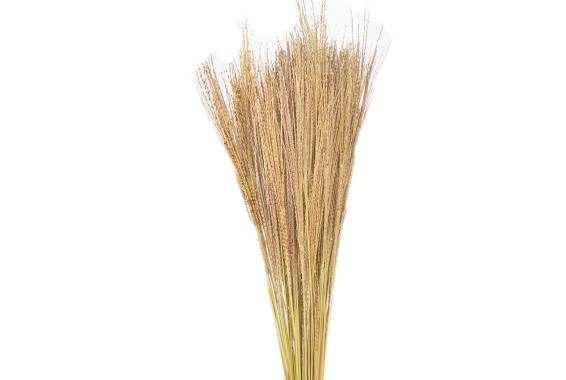 Fio de Ouro