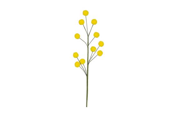 Pick Mimosa