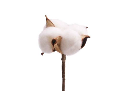Stick Cotton