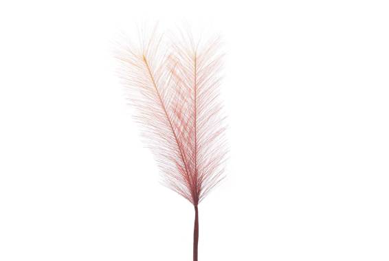 Stick Feather