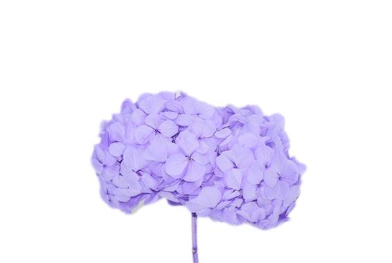Hortensia Color Special