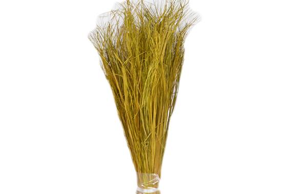 Strip Grass, planta uscata
