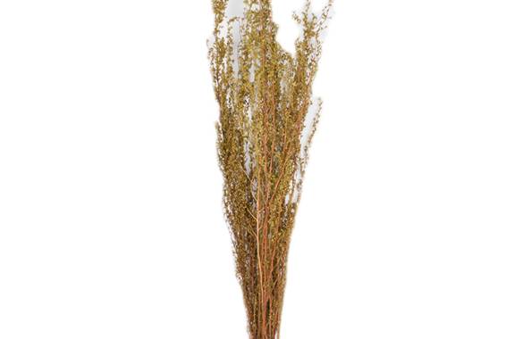 Brizzone, planta uscata