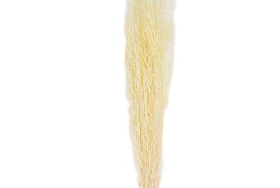 Brizzone, planta uscata