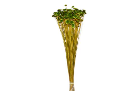 Margherita Extra, planta uscata