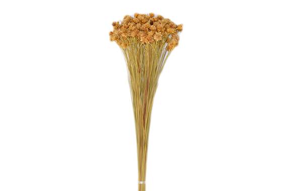 Hill Flower, planta uscata