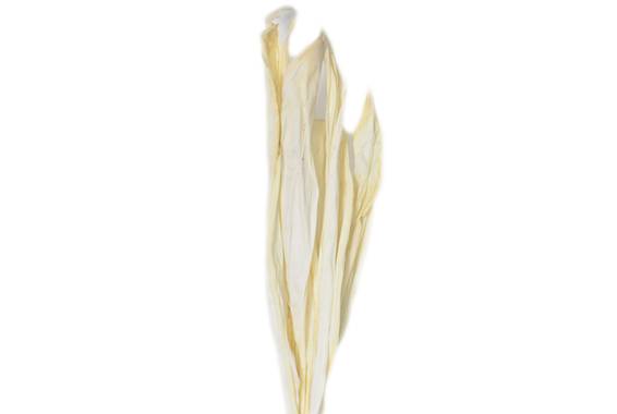 Buttle Cover, planta uscata