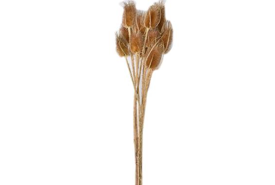 Cardi Palustri, planta uscata