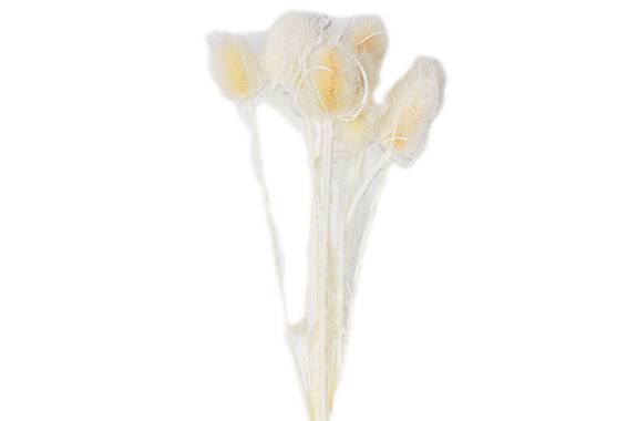 Cardi Palustri, planta uscata