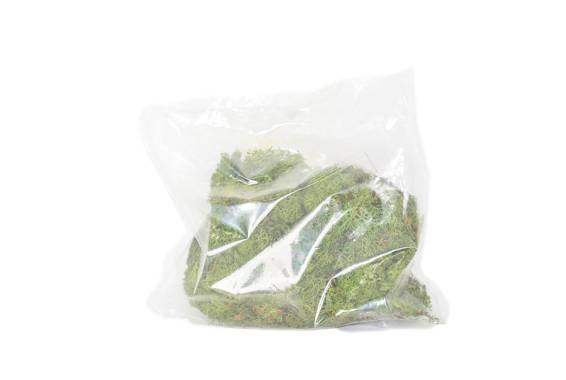 Licheni Norvegia
