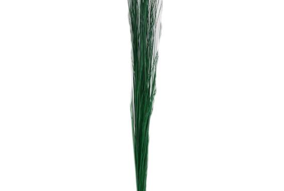 Planta conservata, Steel Grass