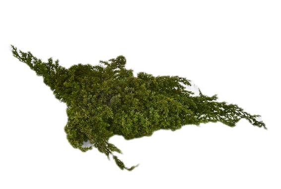 Juniperus Procumbens